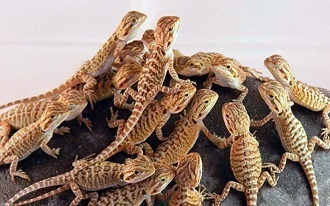 Clutch of Bearded Dragons Hatchlings