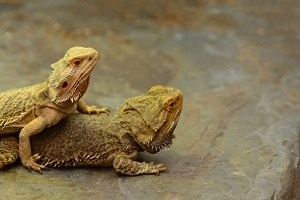 Two Bearded Dragons Mating