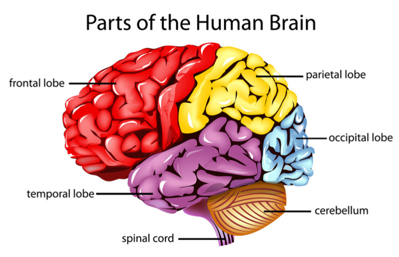 What Are the Major Regions of The Cerebral Hemispheres