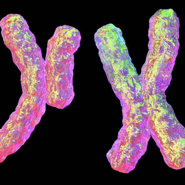 Хромосомы Х и Y