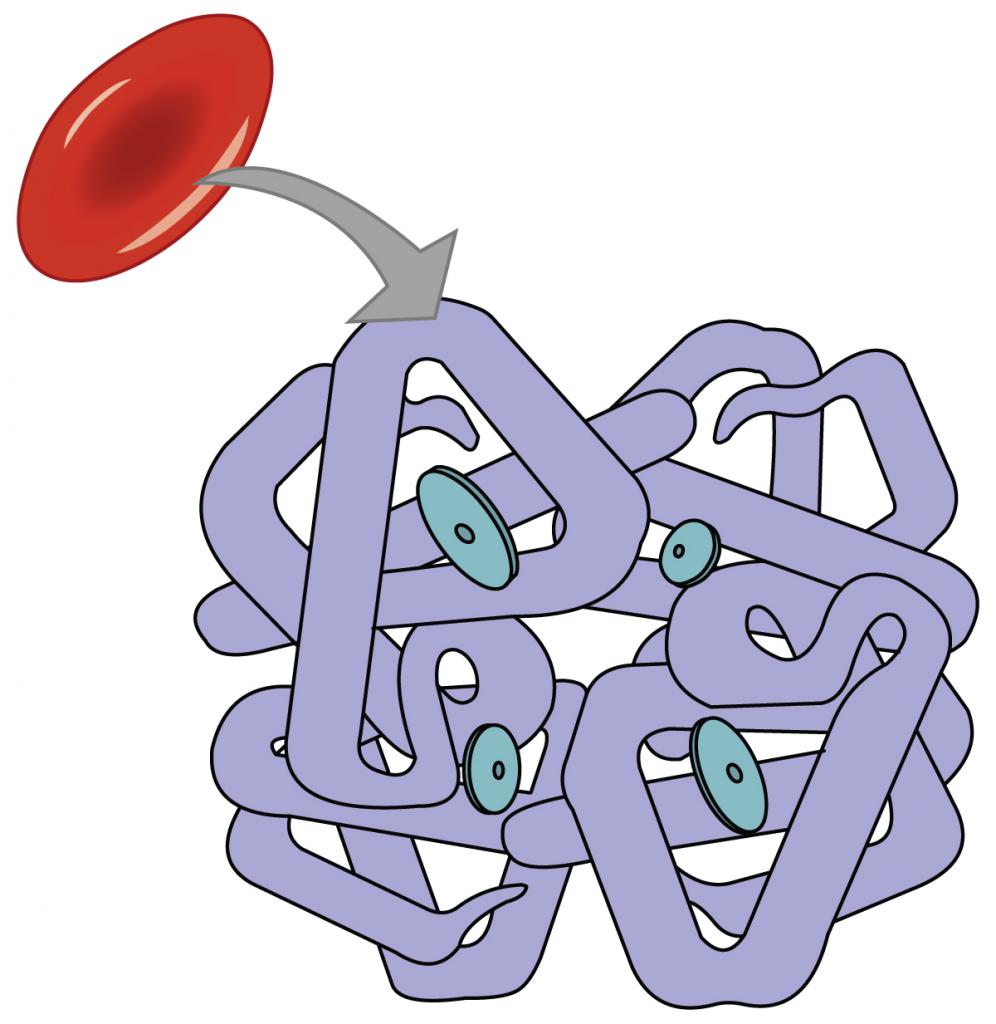молекула гемоглобина