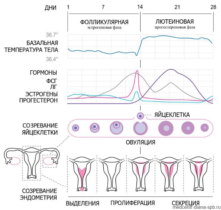 менструальный цикл