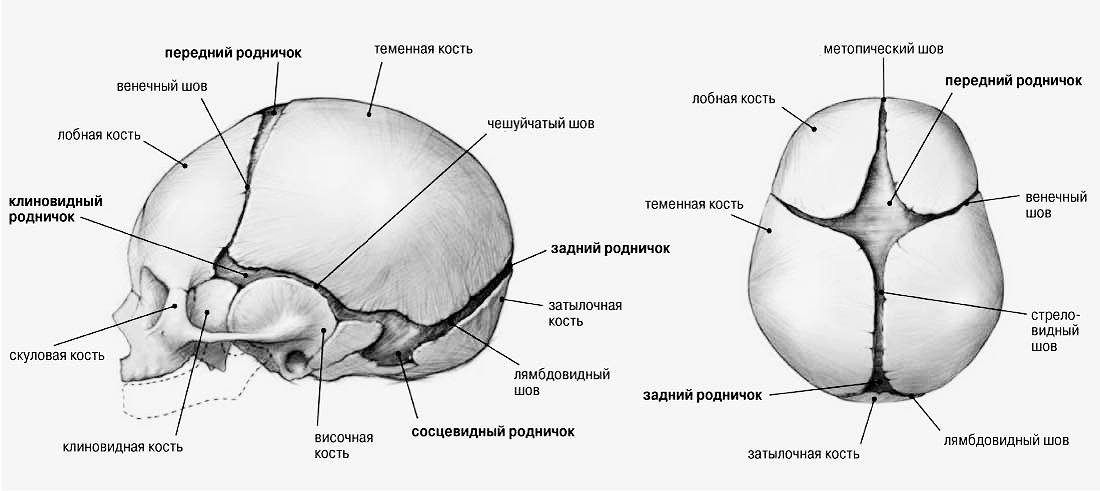 роднички черепа новорожденного