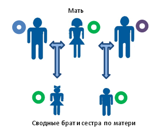 Установление сводного родства по материнской линии между предполагаемыми сводными братьями, или сестрами, или двоюродными братом и сестрой. В виде разноцветных кругов показано различающиеся копии мтДНК.